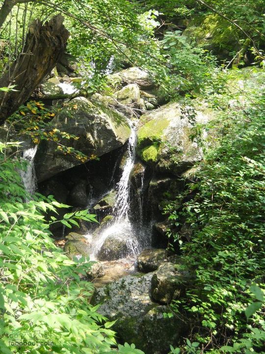 朱雀森林公园DSCN0711