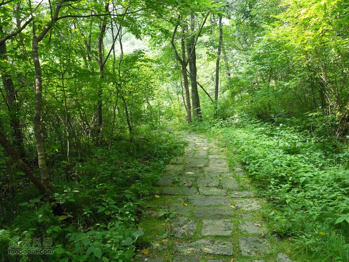 朱雀森林公园DSCN0716