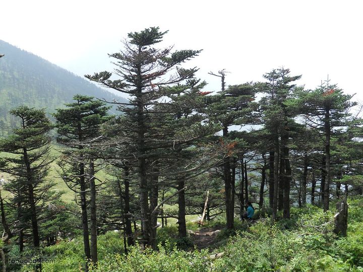 朱雀森林公园照片 015