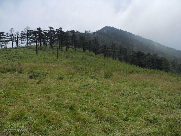 朱雀森林公园照片 017