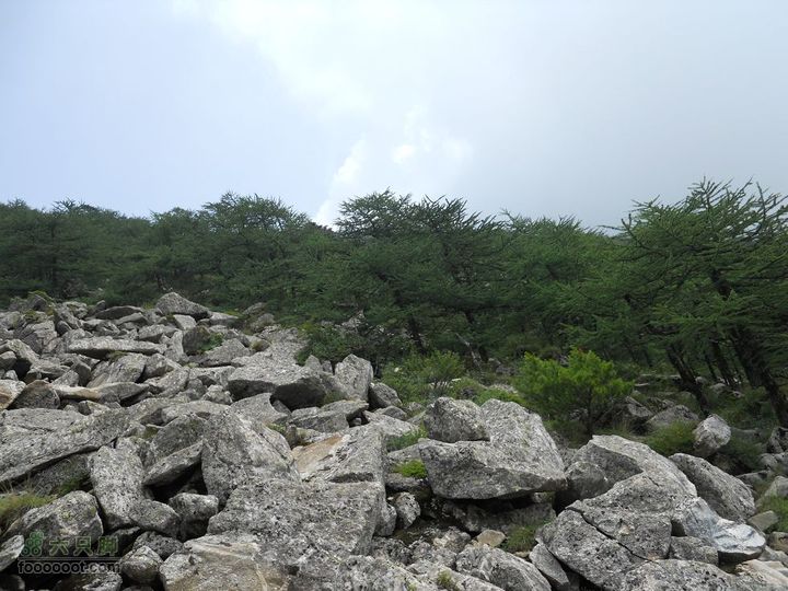 朱雀森林公园照片 018