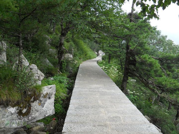 朱雀森林公园照片 021