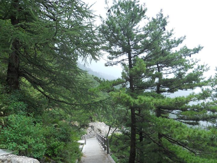 朱雀森林公园照片 023