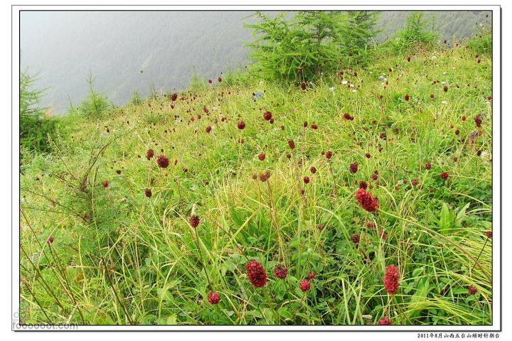 2011年8月山西五台山顺时针朝台2011-08-13RIMG0056