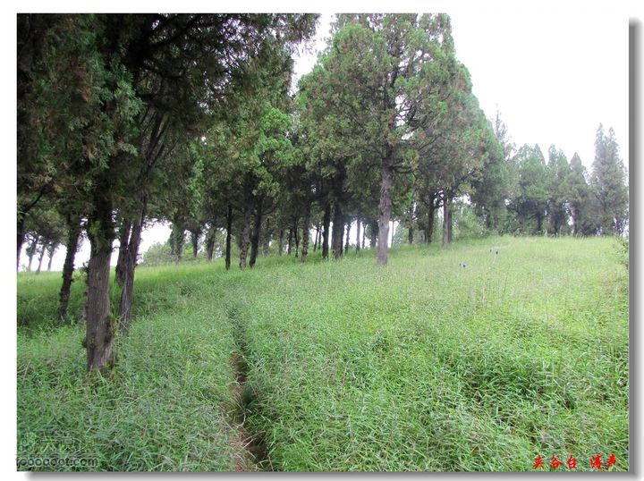 西北峪村-夹谷台松柏成林