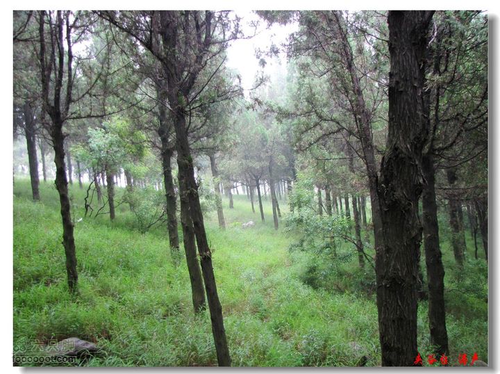 西北峪村-夹谷台林间迷路