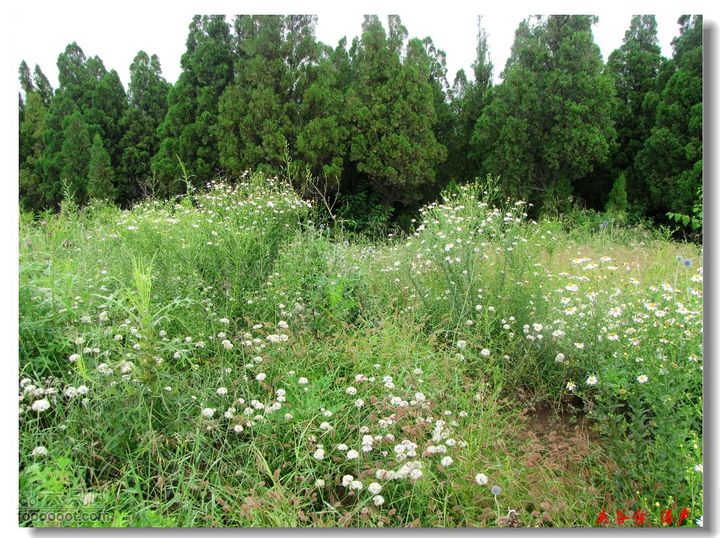 西北峪村-夹谷台山顶盛开的韭菜花