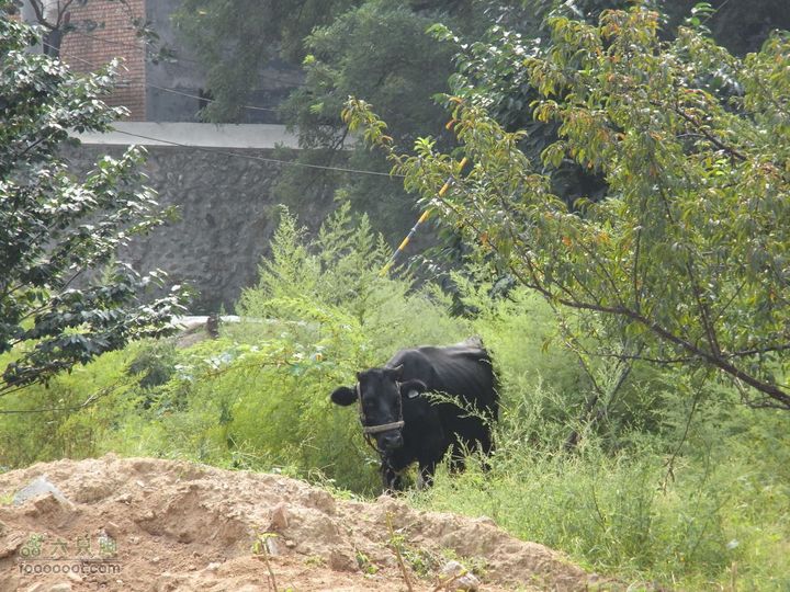 休闲十三陵RIMG0104