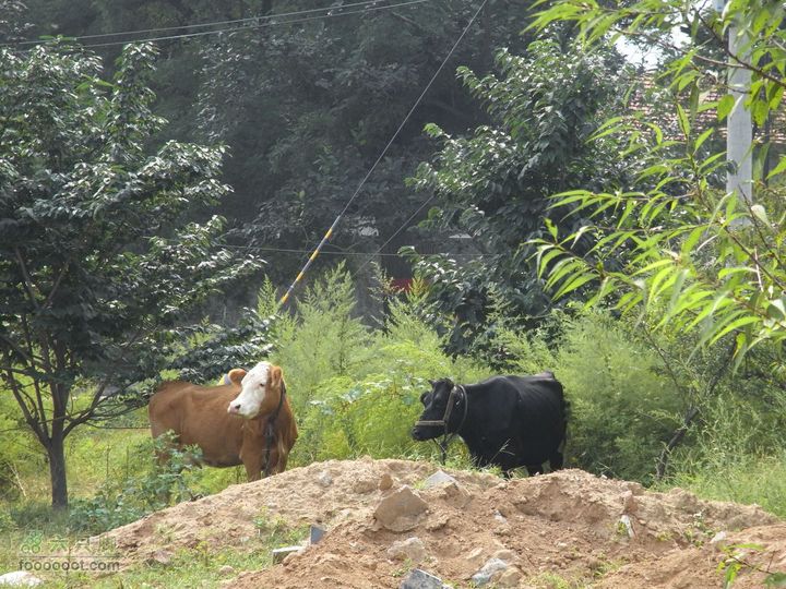 休闲十三陵RIMG0106