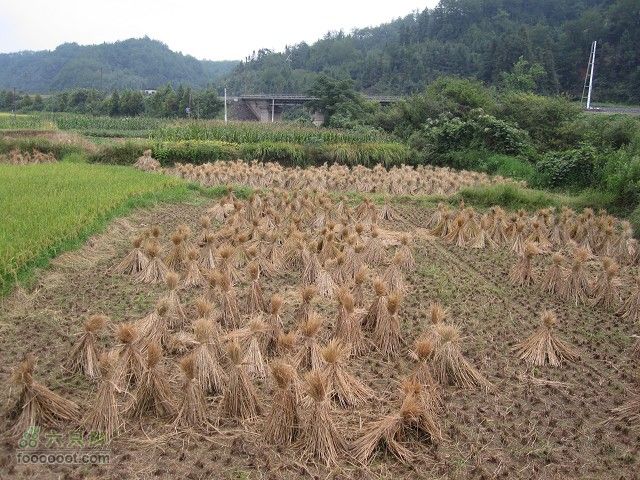 2011.9.9.海鸟参加上海骑众马自骑旅程之黄山到古镇深度IMG_6101_眸目压缩