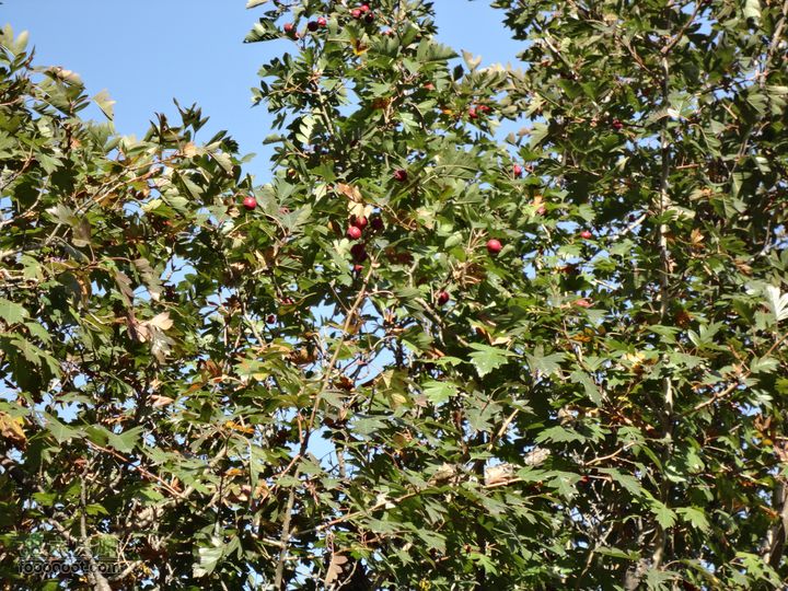 凤凰岭外围一圈小山楂