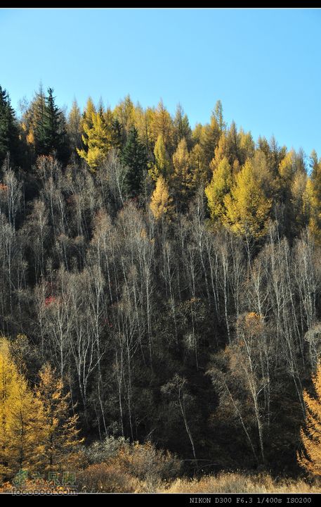 20111002塞罕坝自驾去红树洼的路上，不同的树种换种在一起，山色会随着季节变幻