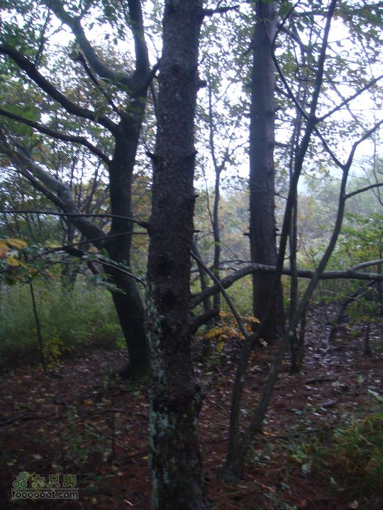 徽杭古道加清凉峰高大的树木