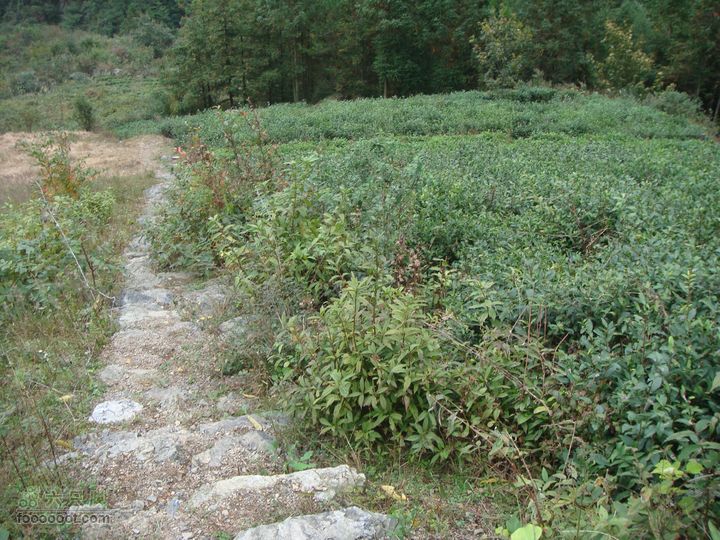 徽杭古道加清凉峰茶叶地