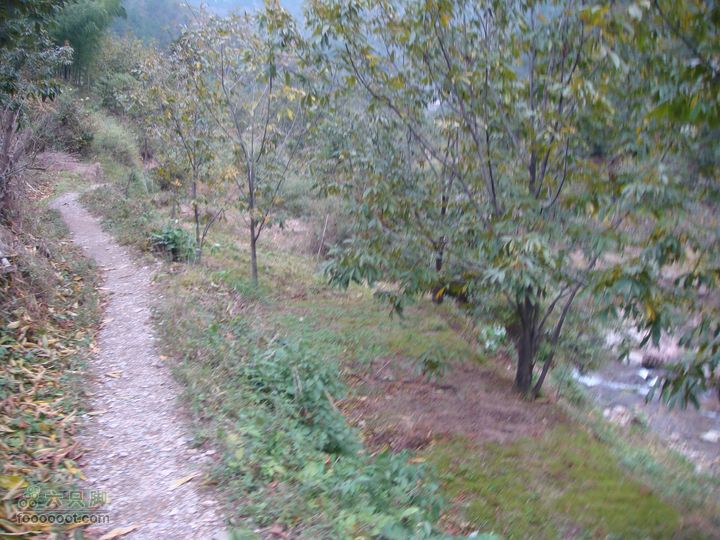 徽杭古道加清凉峰山核桃树