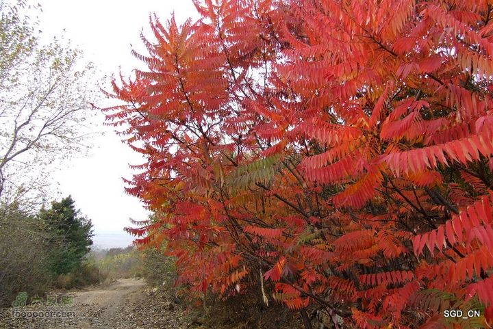铁岭_大台山DSCF3667-1