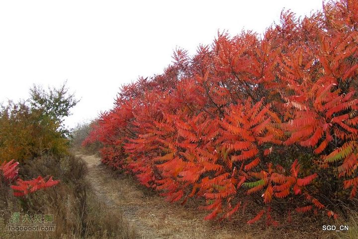 铁岭_大台山DSCF3673-1