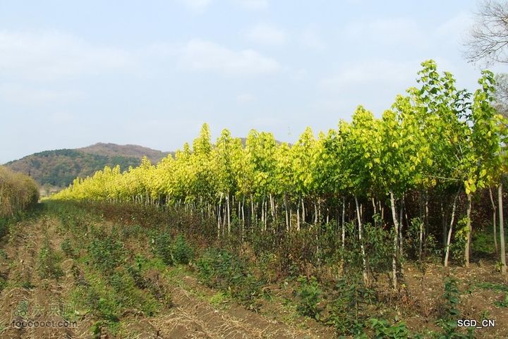 银州区_柴河堡_大甸子DSCF3509-1