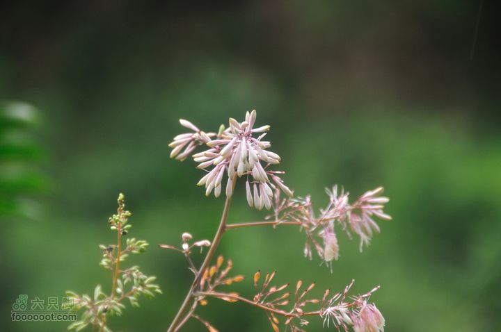 奉化徐凫岩、三隐潭、千丈岩DSC_7485