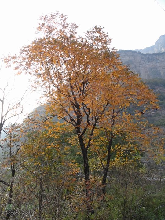 2011.10.29 红土岭-鲁班壑-绝壁-东安-三亩地出行DSC00623