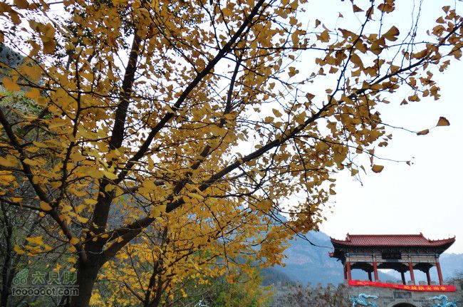 大宝队全程游览神农山CIMG0224