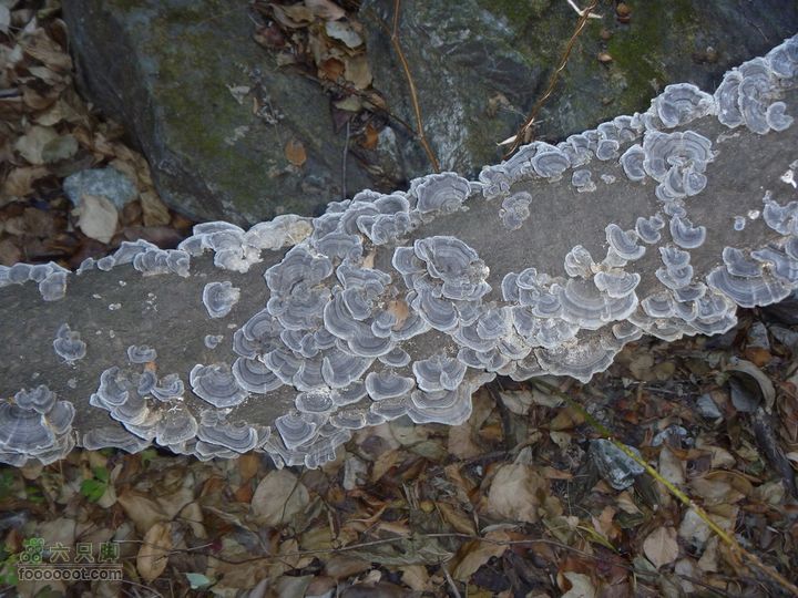 【灰地-十字道-铁陀山-滴水岩】空山岂无意P1010616