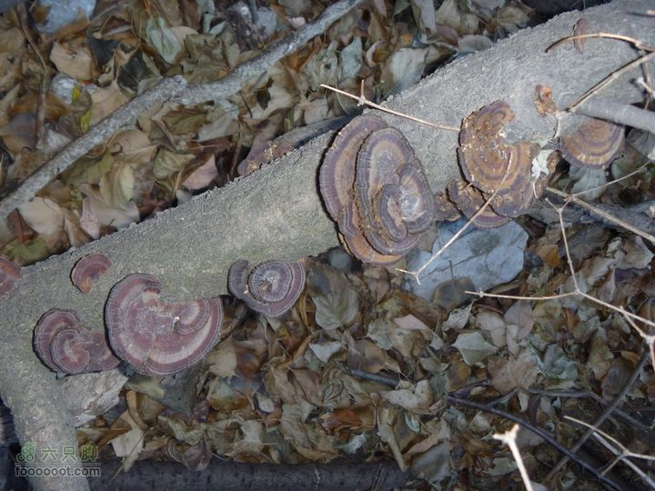 【灰地-十字道-铁陀山-滴水岩】空山岂无意P1010617