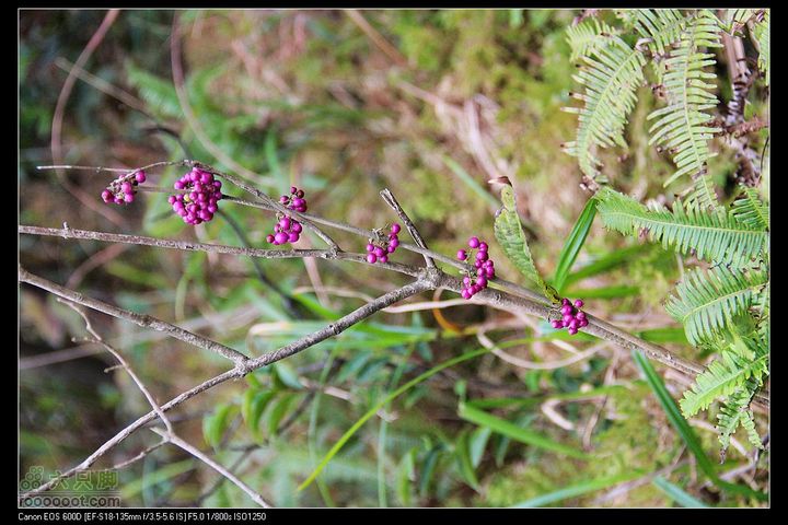 20111120台山望风塑IMG_9198