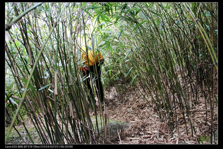 20111120台山望风塑IMG_9332