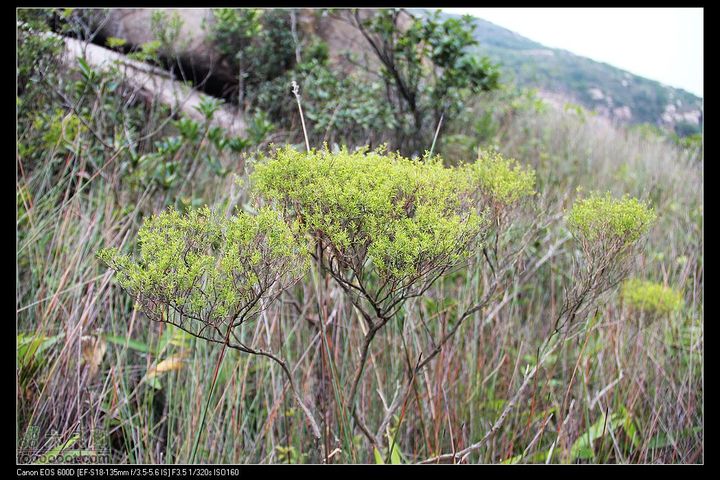 20111120台山望风塑IMG_9543