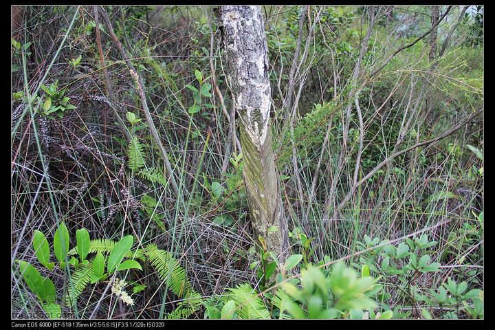 20111120台山望风塑IMG_9605