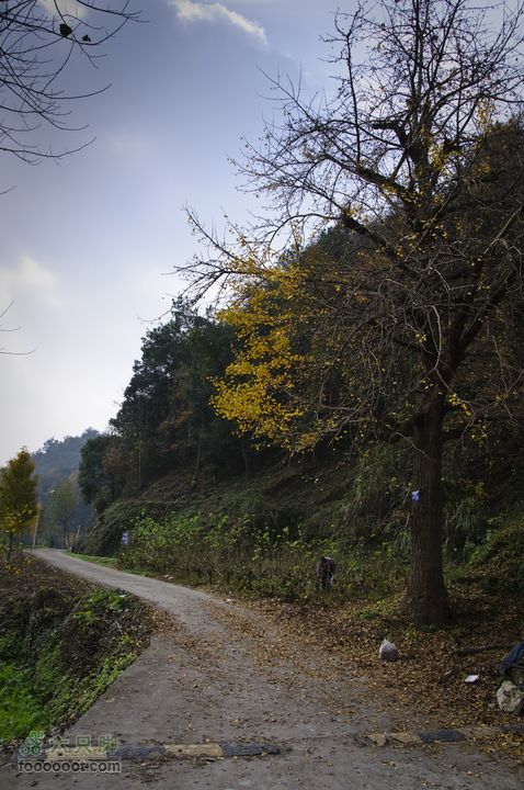 临安指南村杨家的黄色之旅_DSC6936