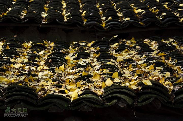 临安指南村杨家的黄色之旅_DSC6952