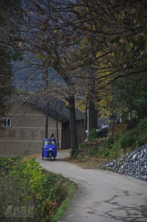 临安指南村杨家的黄色之旅_DSC7050