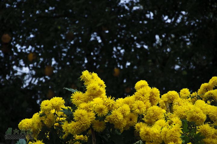临安指南村杨家的黄色之旅_DSC7065