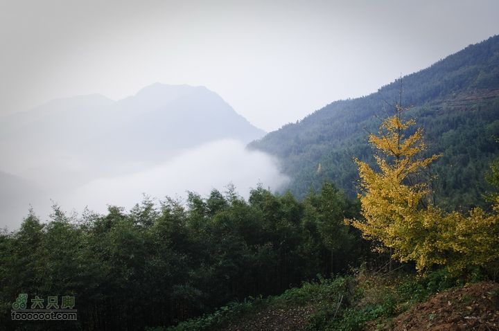 临安指南村杨家的黄色之旅_DSC6859