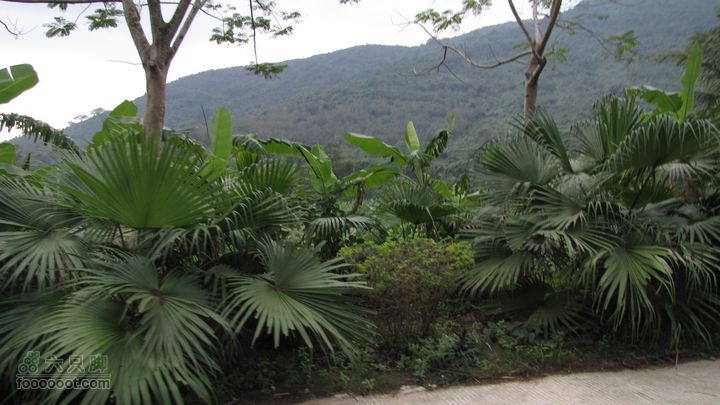 三亚呀诺达热带雨林IMG_8762