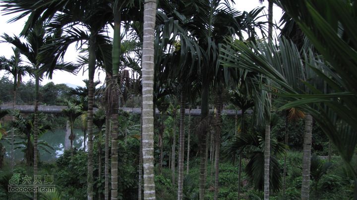 三亚呀诺达热带雨林IMG_8752