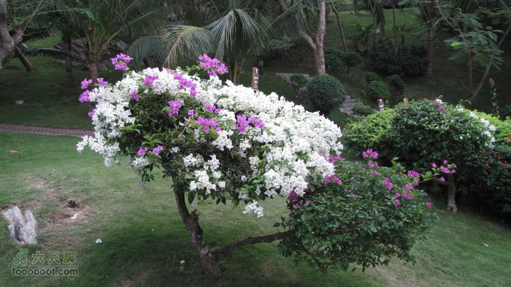 三亚蜈之洲岛经码头至三亚汽车总站IMG_7741