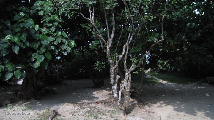 三亚蜈之洲岛经码头至三亚汽车总站IMG_7929