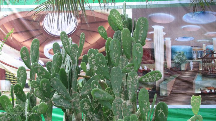 三亚蜈之洲岛经码头至三亚汽车总站IMG_8022