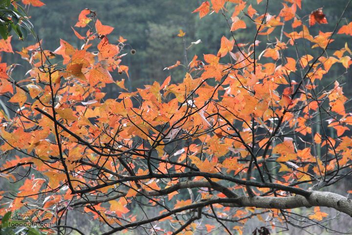 春城南庙登武举岭（风景篇）IMG_4747