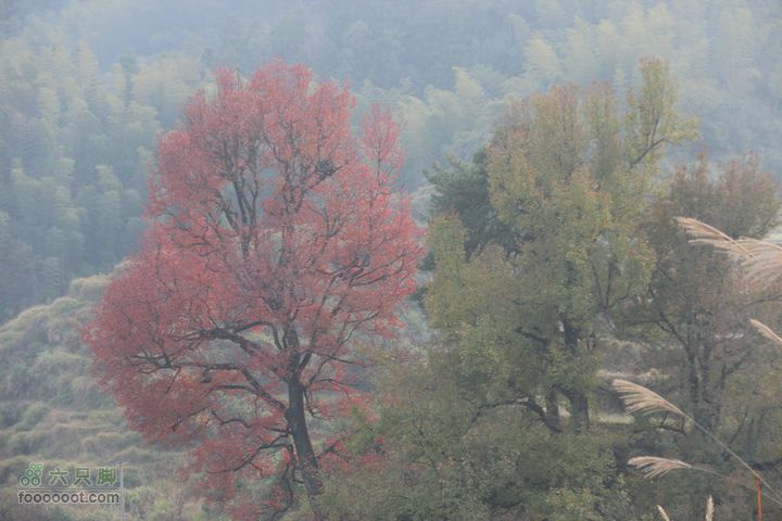 春城南庙登武举岭（风景篇）IMG_4780