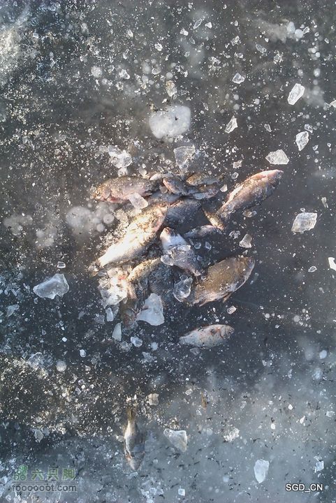 冰天雪地_莲花湖IMAG0147