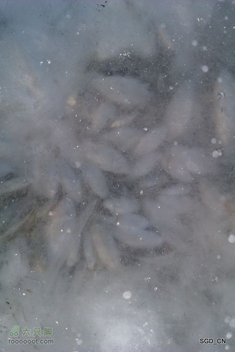 冰天雪地_莲花湖IMAG0155