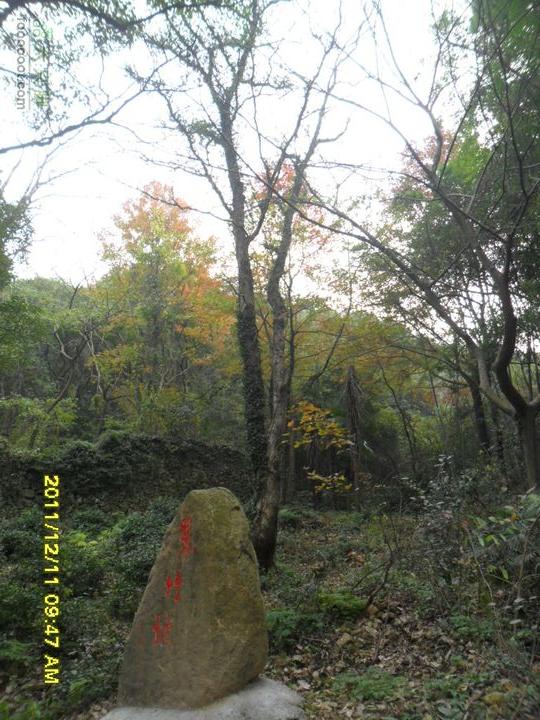太白山森林游步道-回龙坡SAM_0031