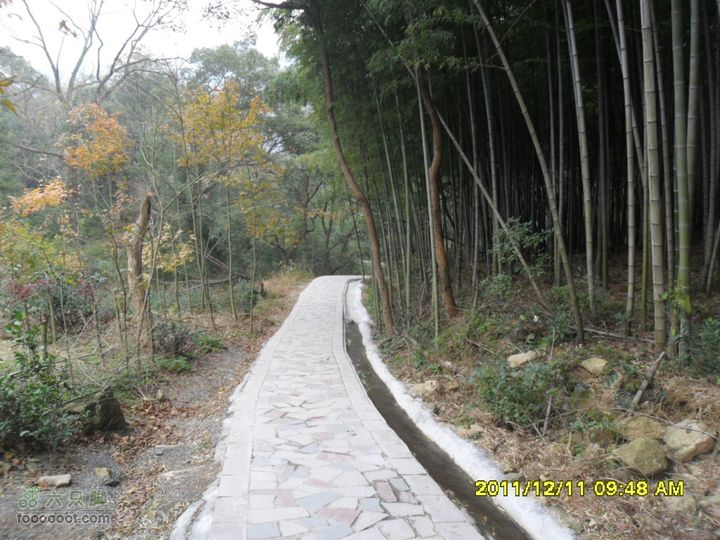 太白山森林游步道-回龙坡SAM_0032