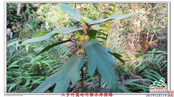 2011年12月11日六乡竹篙岭竹银水库探路竹篙岭_021