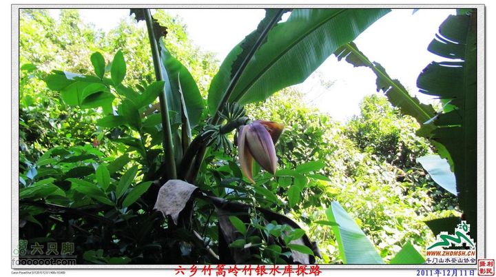 2011年12月11日六乡竹篙岭竹银水库探路竹篙岭_026