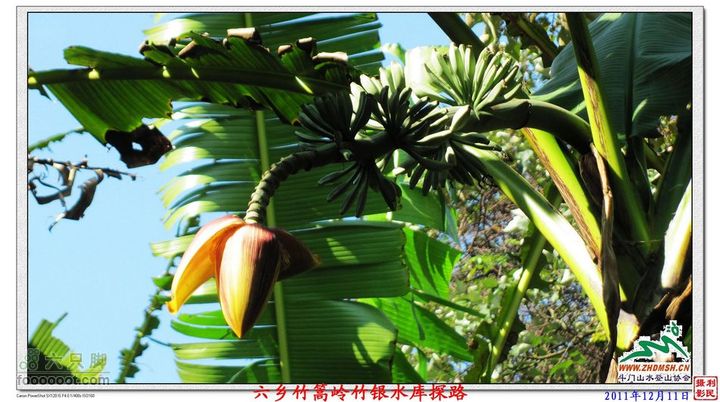 2011年12月11日六乡竹篙岭竹银水库探路竹篙岭_027